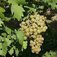 Des images de diff�rentes plantes